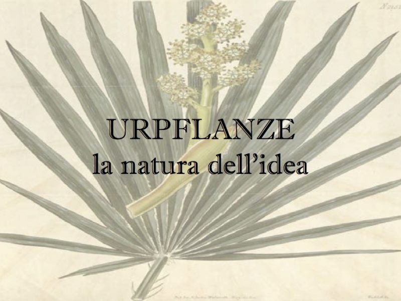 Urpflanze