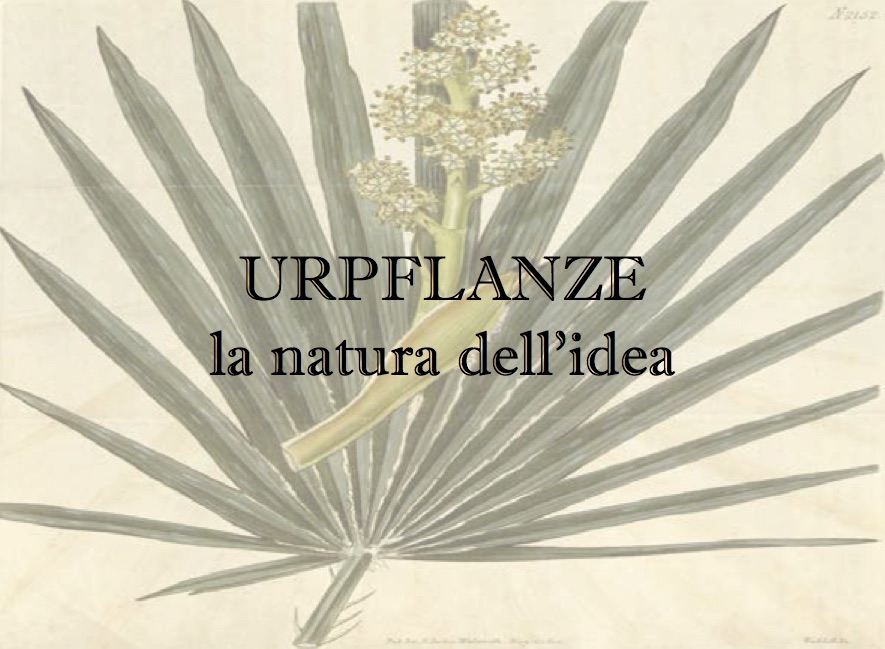 Urpflanze